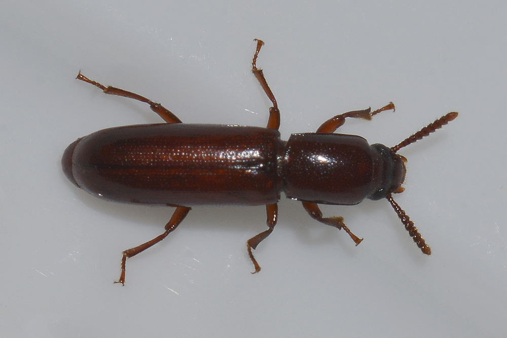 Corticeus unicolor